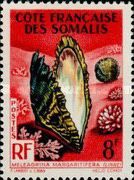 Pearl Oyster (Meleagrina margaritifera)