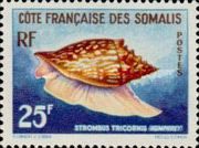Three-cornered Conch (Strombus tricornis)