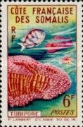 Organ Pipe Coral (Tubipora musica)