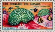Brain Coral (Faviidae)