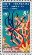 Fire Coral and Crinoid