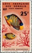 Regal Angelfish (Pygoplites diacanthus)