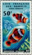 Saddle Anemonefish (Amphiprion ephypium)