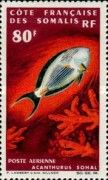 Sohal Surgeonfish (Acanthurus sohal)
