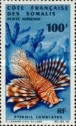 Luna Lionfish (Pterois lunulatus)