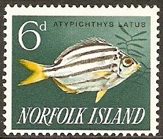 Eastern Footballer (Atypichthys latus)