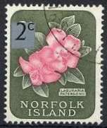 Lagunaria patersonii - Surcharged