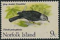Grey-headed Blackbird (Turdus poliocephalus)