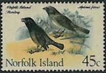 Norfolk Island Starling (Aplonis fusca)