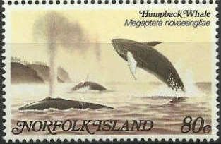 Humpback Whale (Megaptera novaeangligae)