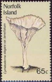 Cymatoderma elegans var. lamellatum