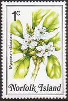 Popwood (Myoporum obscurum)