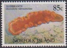 Nudibranch (Glossodoris rubroannolata)