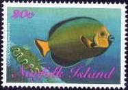 Conspicuous Angelfish (Chaetodontoplus conspicillatus)
