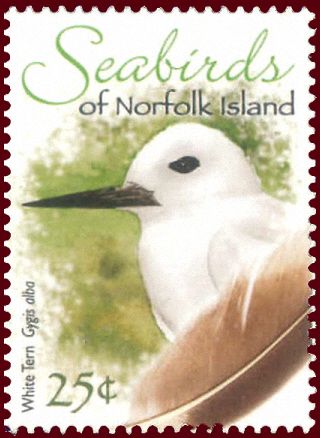 White Tern (Gygis alba)