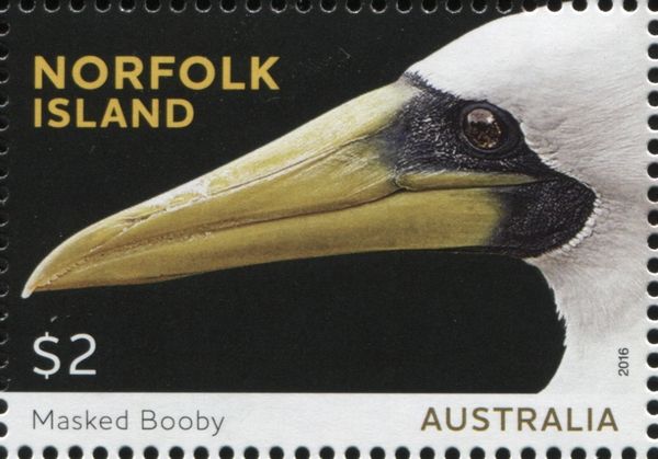 Masked Booby (Sula dactylatra)