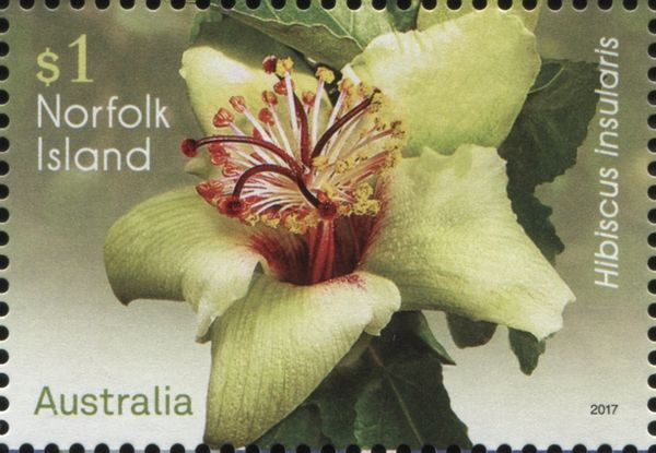 Philip Island Hibiscus (Hibiscus insularis)