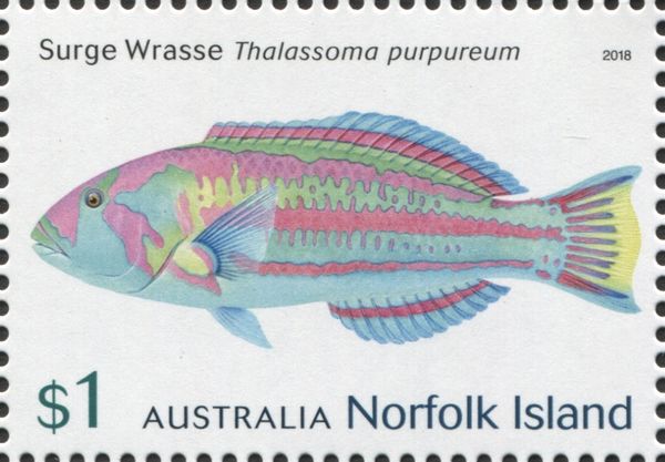 Surge wrasse (Thalassoma purpureum)