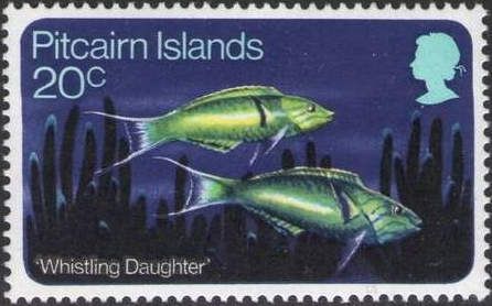 Whistling Daughter (Thalassoma sp.)