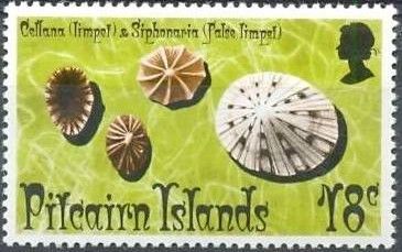 Limpet (Cellana sp.) and False Limpet (Siphonaria sp.)