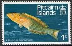 Polynesian Wrasse (Pseudojuloides atavai)