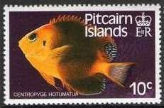 Blackear Angelfish (Centropyge hotumatua)