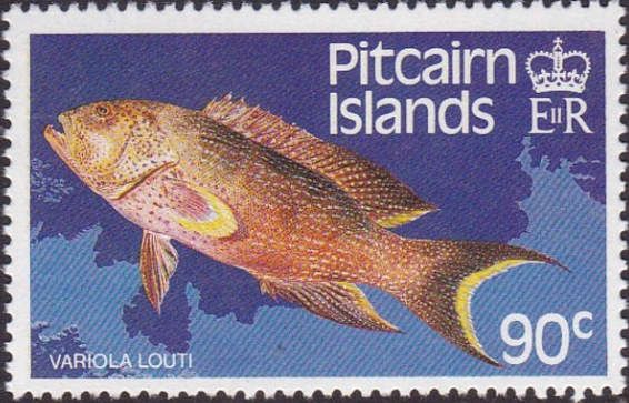 Yellow-edged lyretail (Variola louti)