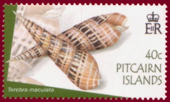 Chocolate-spotted Auger (Terebra subulata)