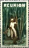 Harvesting Sugar Cane