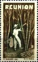 Harvesting Sugar Cane
