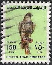 Saker Falcon (Falco cherrug)