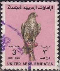 Saker Falcon (Falco cherrug)