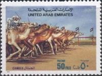 Race, Dromedary (Camelus dromedarius)