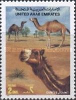 Dromedary (Camelus dromedarius)