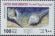 False Venus Comb (Murex scolopax)