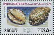 Gray's Arabica Cowry (Cypraea grayana)