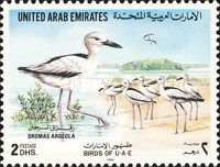 Crab-plover (Dromas ardeola)