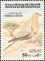 Chestnut-bellied Sandgrouse (Pterocles exustus)