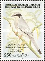 Grey Hypocolius (Hypocolius ampelinus)