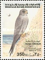 Sooty Falcon (Falco concolor)