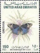 Blue Pansy (Junonia orithya)