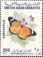 African Monarch (Danaus chrysippus)