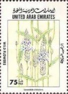 Lavandula citriodora