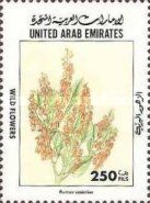 Rumex vesicrius