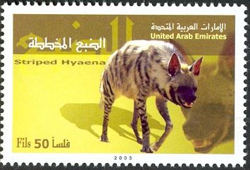 Striped Hyaena (Hyaena hyaena)