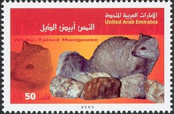 White-tailed Mongoose (Ichneumia albicauda)