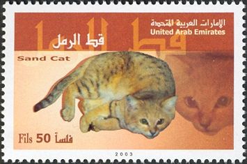 Sand Cat (Felis margarita)