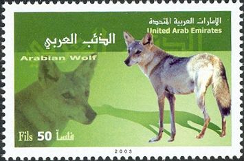 Arabian Wolf (Canis lupus arabs)