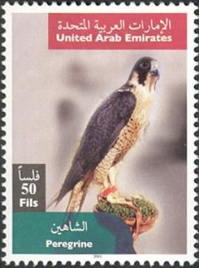 Peregrine Falcon (Falco peregrinus)