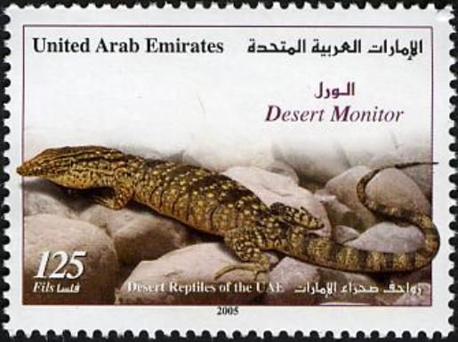 Desert Monitor (Varanus griseus)